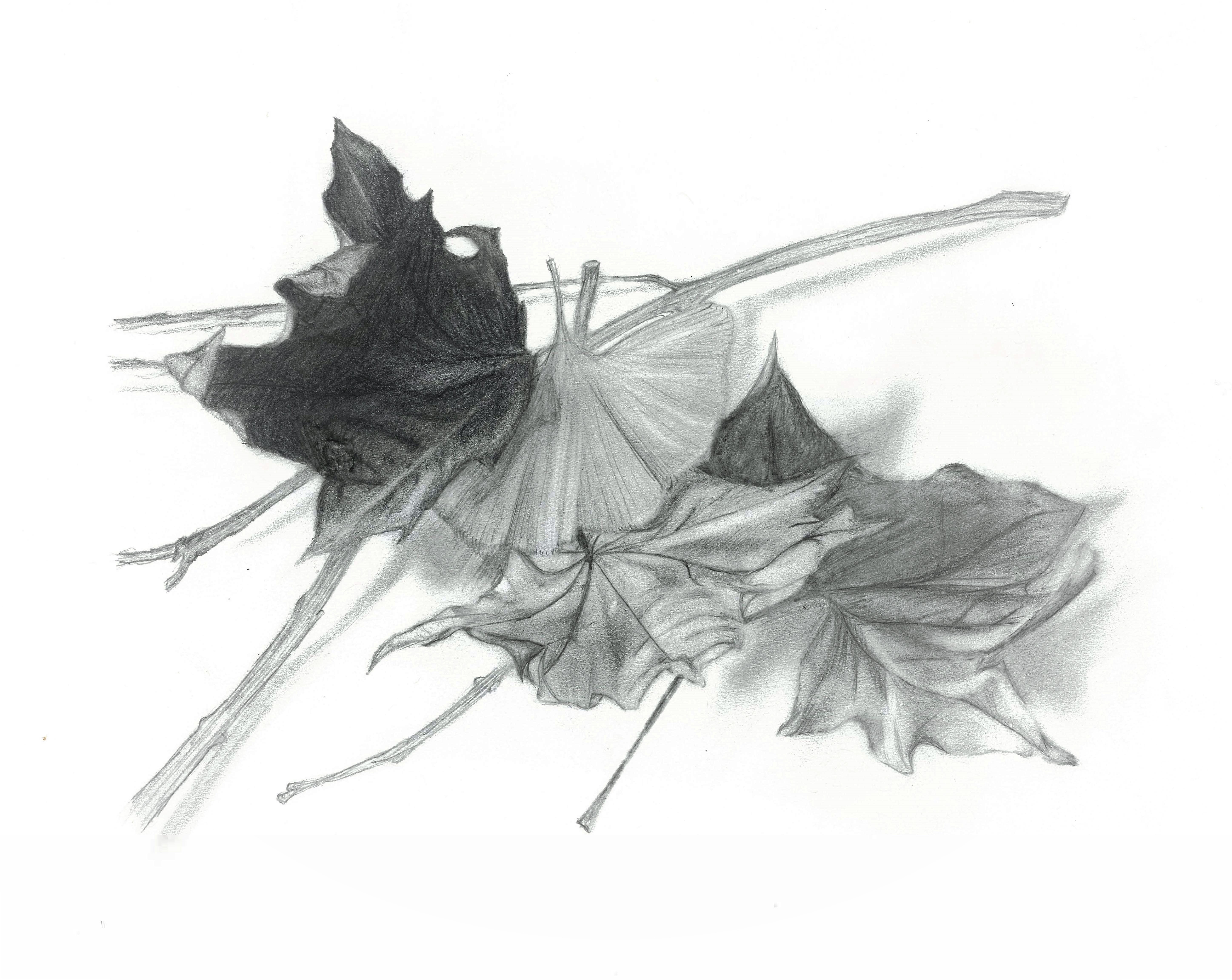 Graphite study of leaves from my backyard